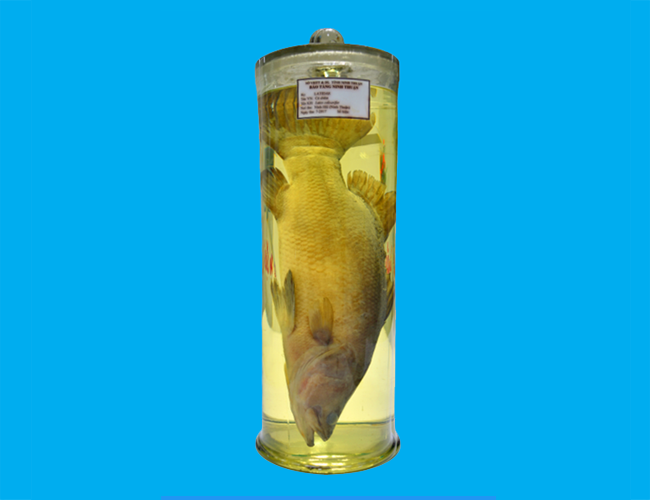 Bảo tàng Ninh thuận
